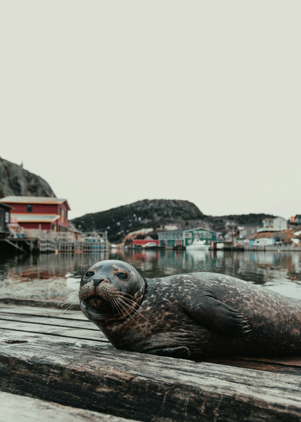 black seal on brown wooden dock during daytime