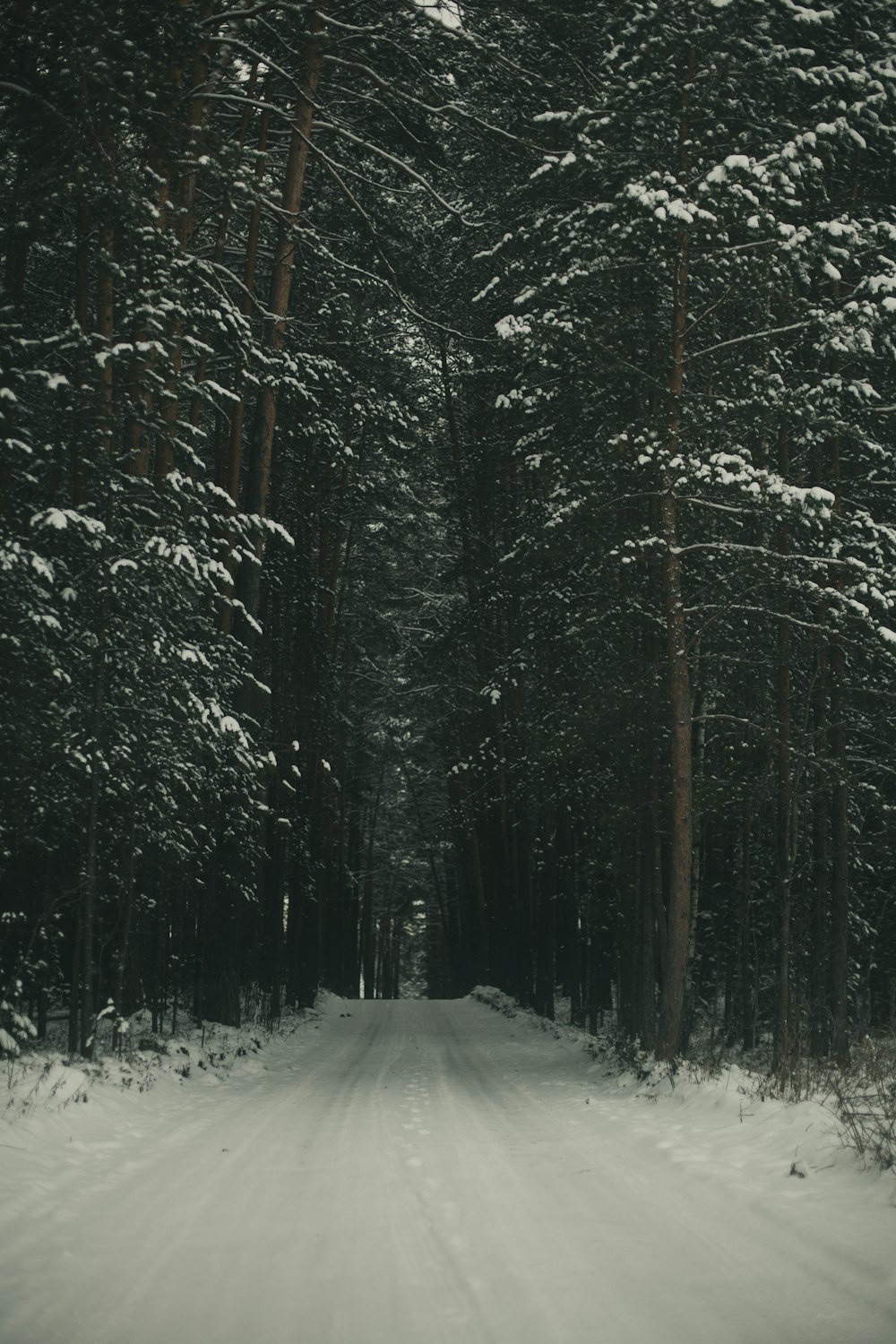 snow covered road between trees during daytime