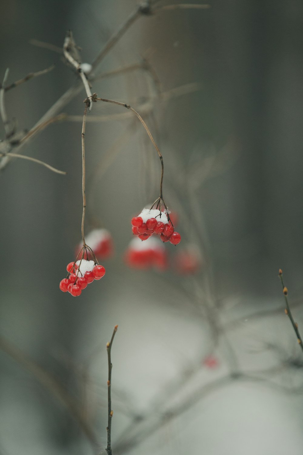 flores vermelhas no galho marrom da árvore