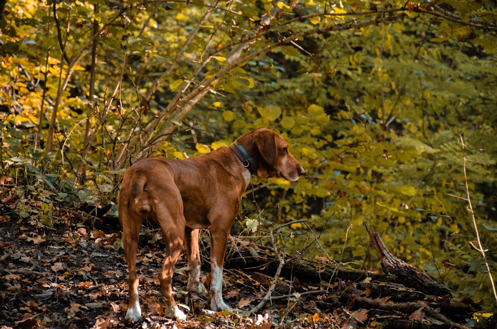 brown and white short coated dog on forest during daytime