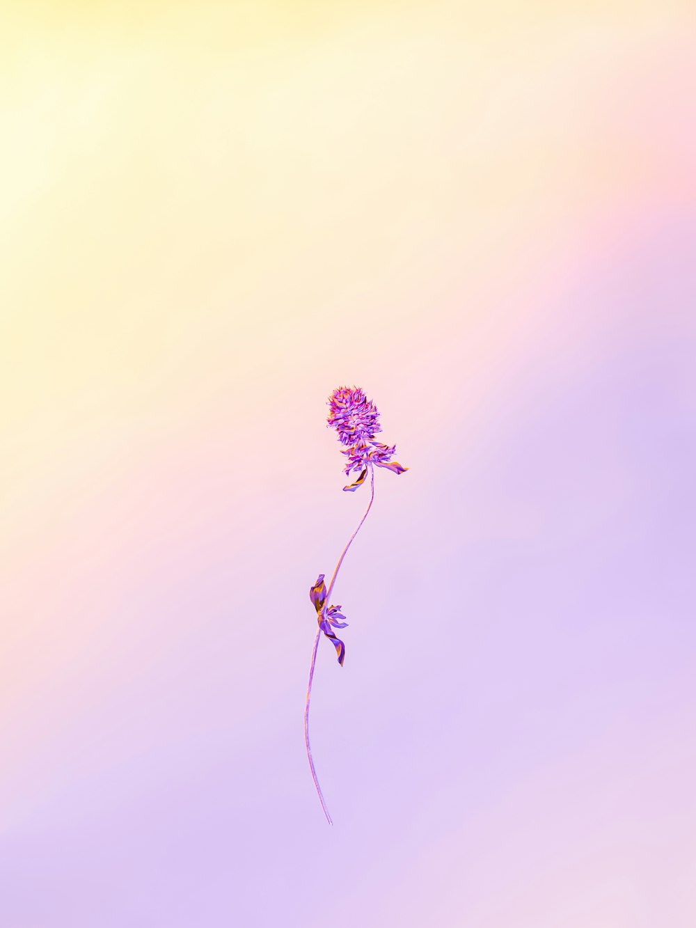 flor púrpura en fotografía de primer plano