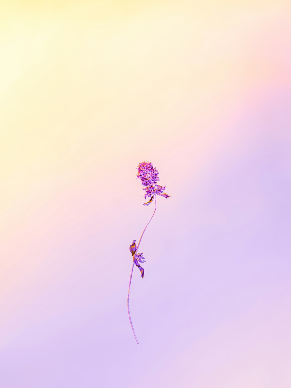 purple flower in close up photography