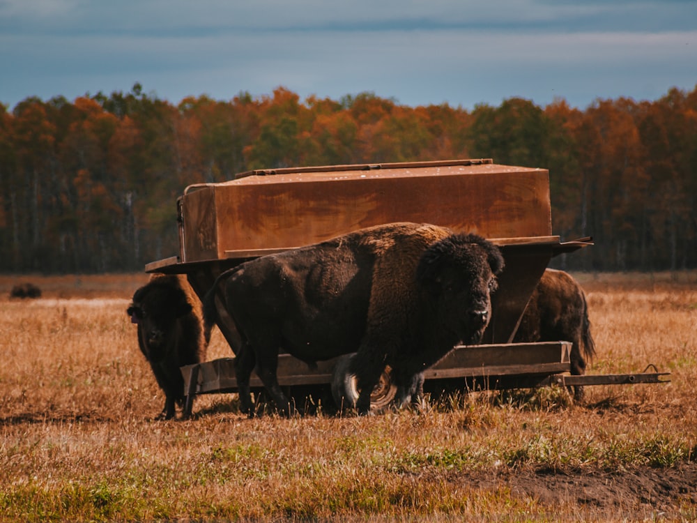 black cow on green grass field during daytime