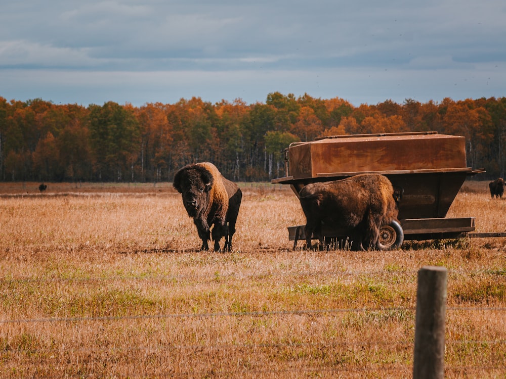 black bison on brown grass field during daytime