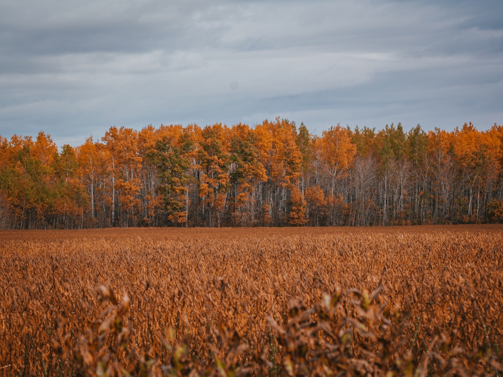 brown grass field near brown trees under white clouds during daytime