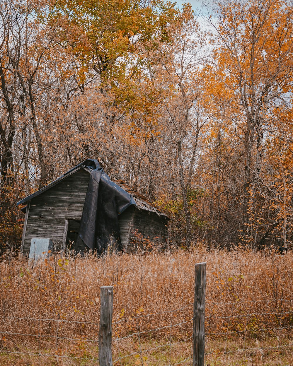 brown wooden house near brown trees during daytime