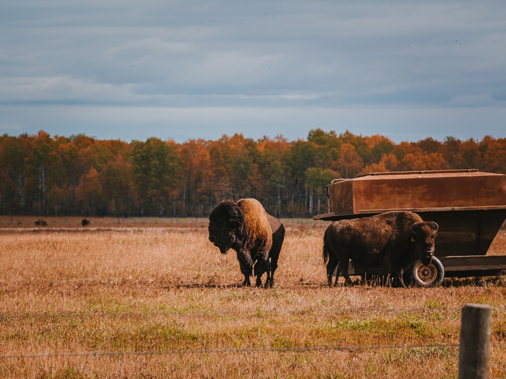 brown bison on brown grass field during daytime