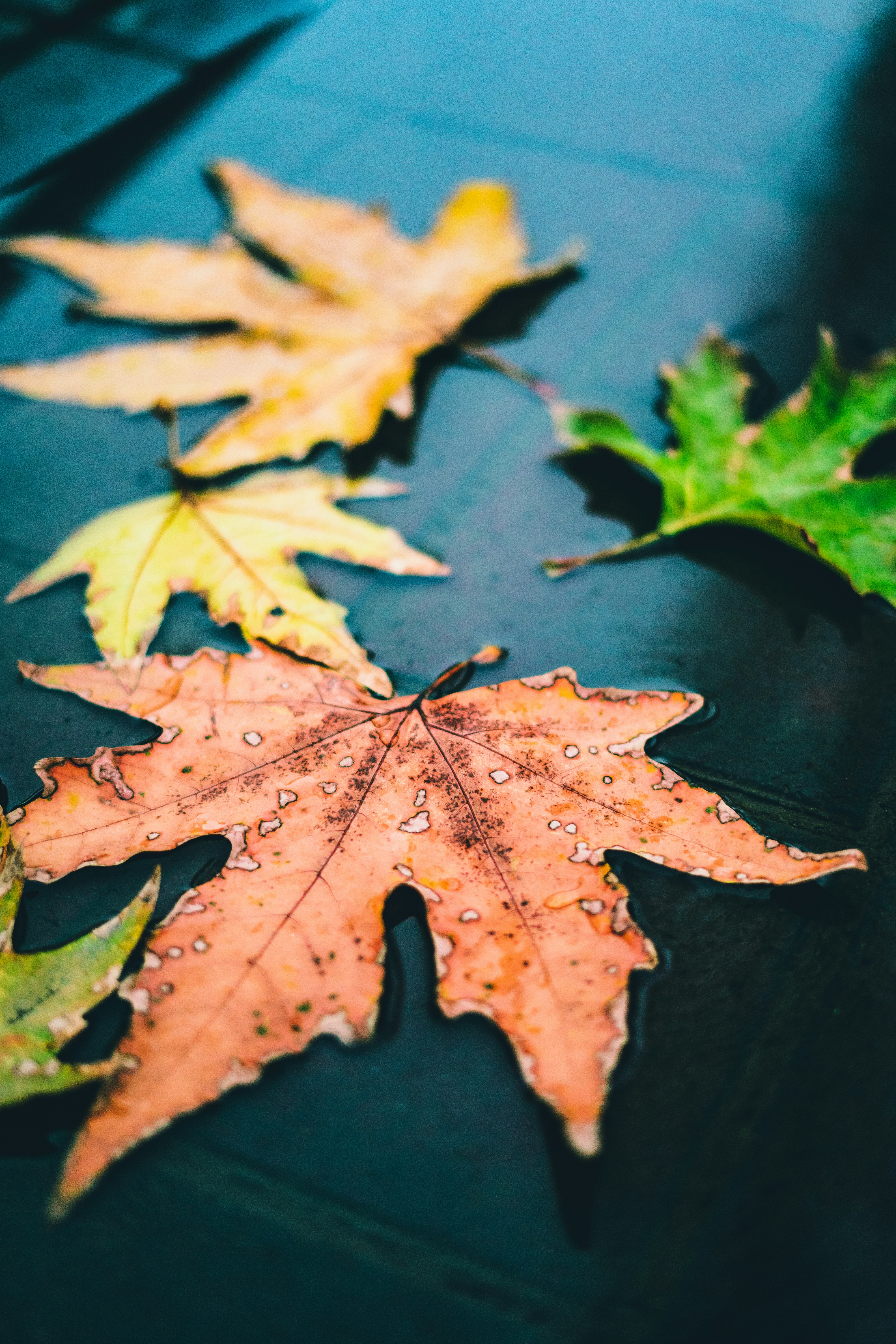 Photo by mohammaddadkhah