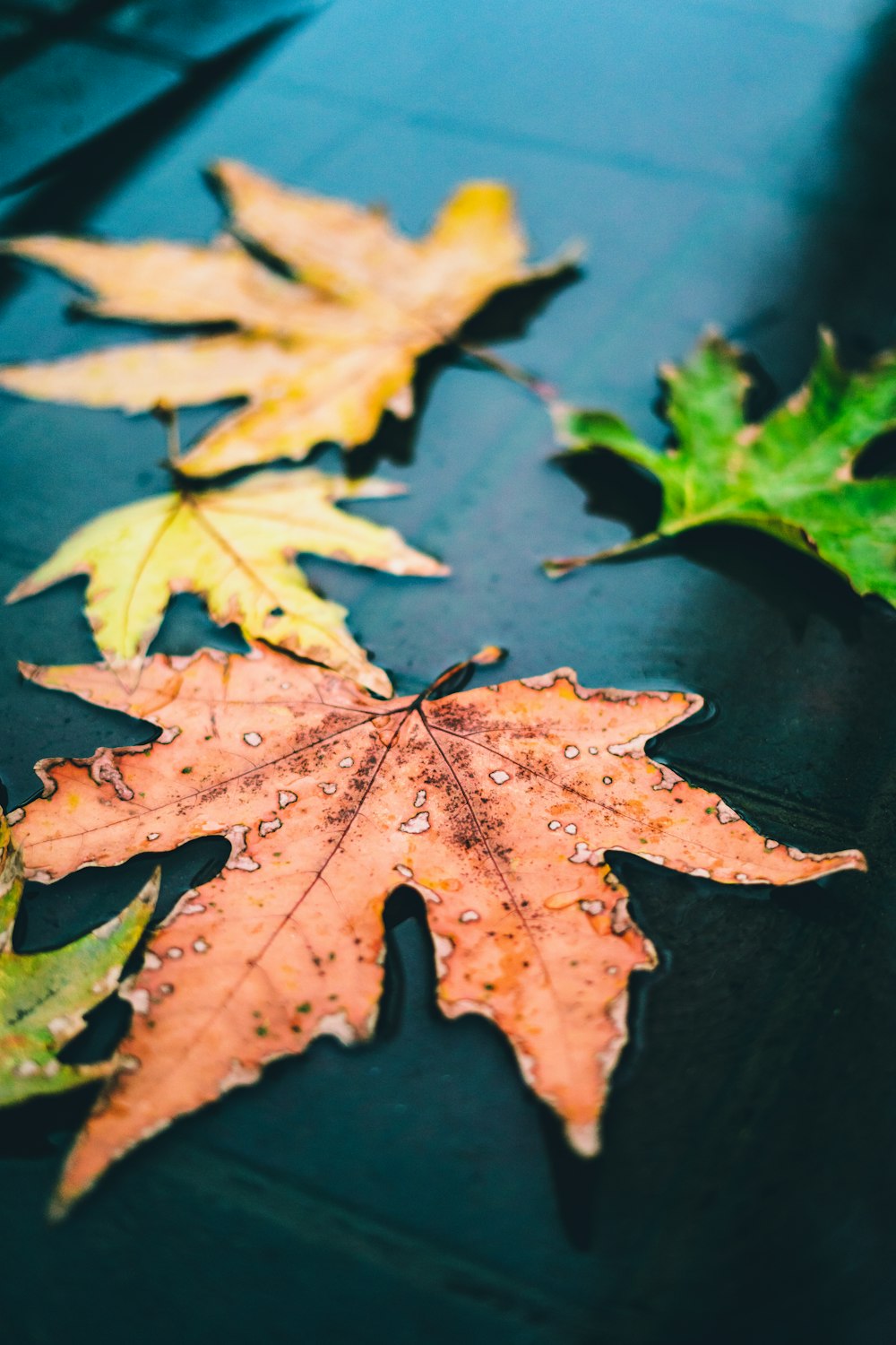 brown maple leaf on water