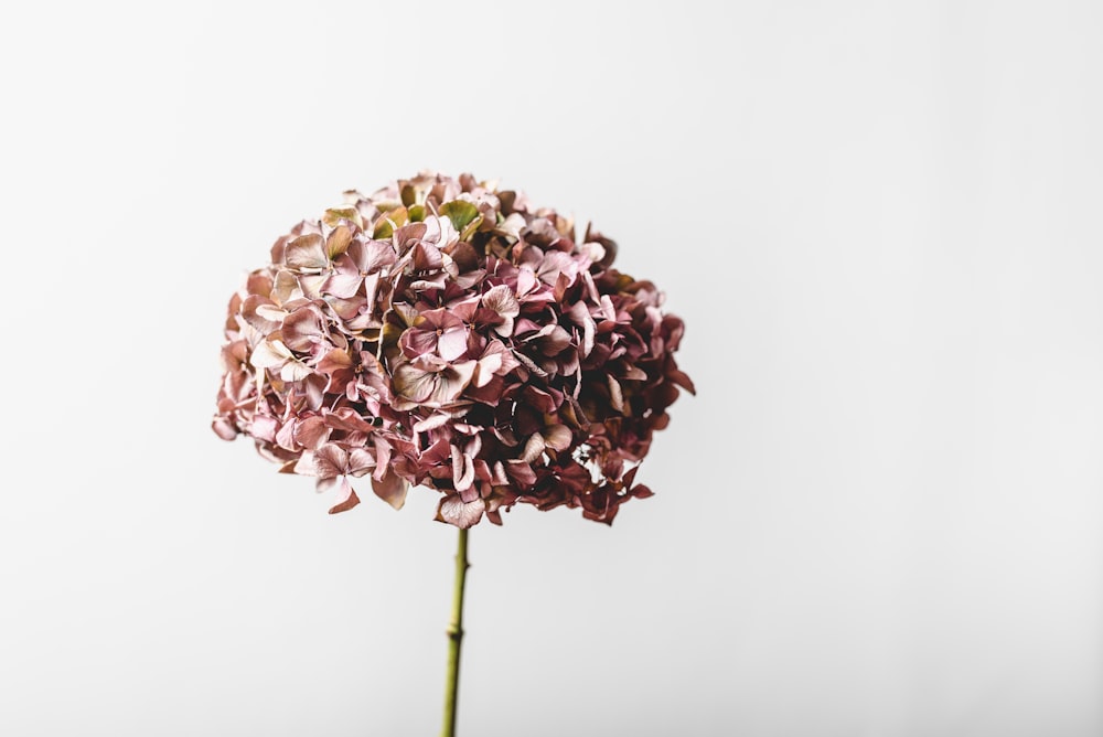 pink and white flower bouquet