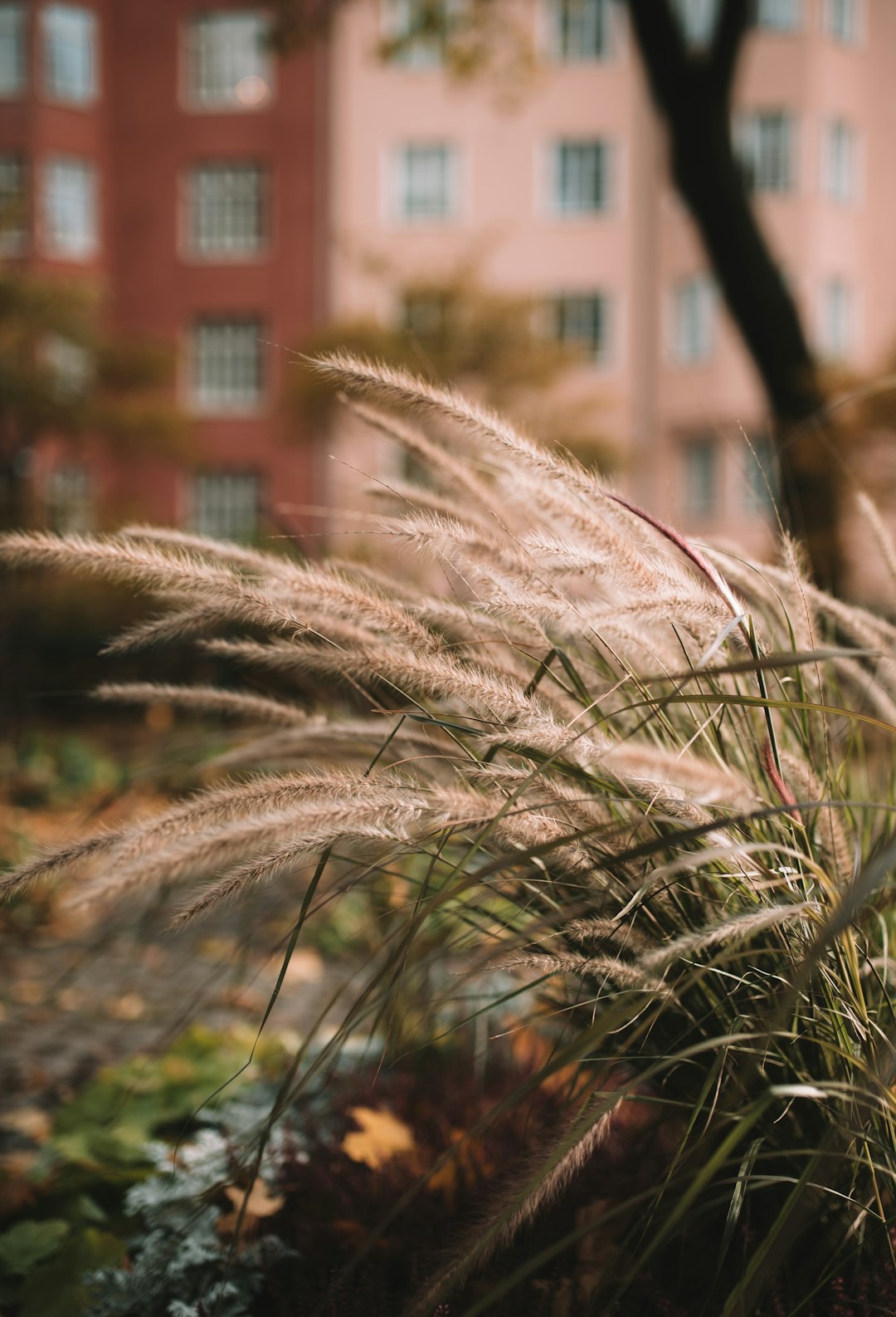 brown wheat plant near brown concrete building during daytime