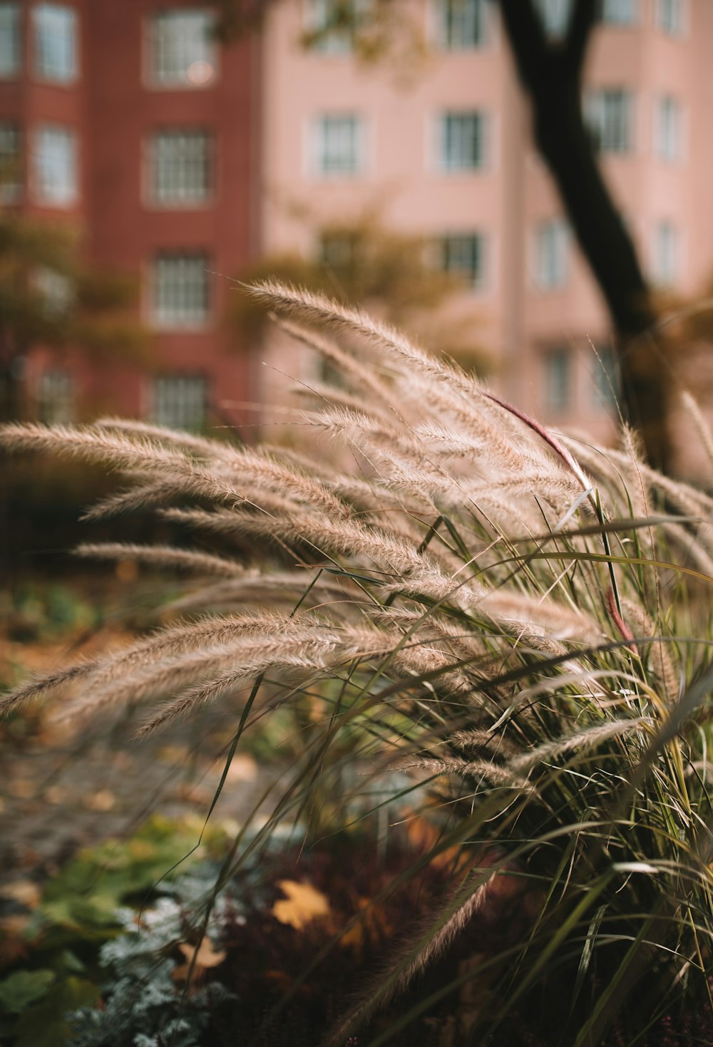 brown wheat plant near brown concrete building during daytime