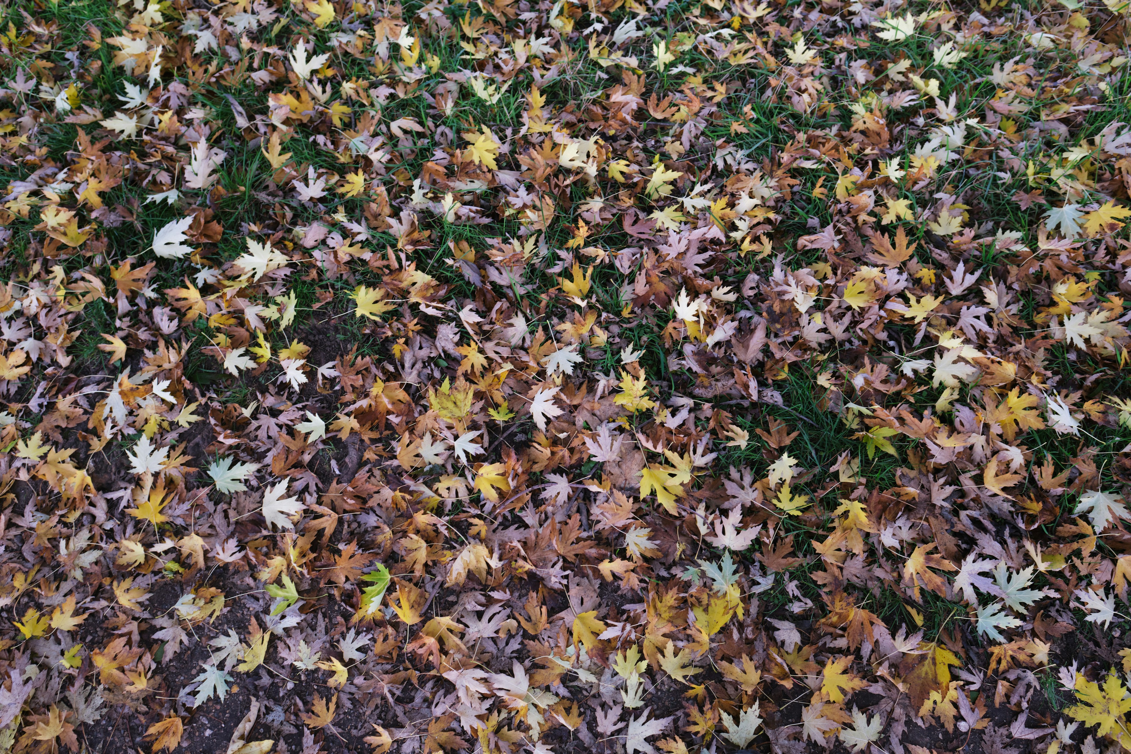 autumn leaves wallpaper, wallpaper, Fall Crafts for Older Adults: Creative Autumn Activities 4