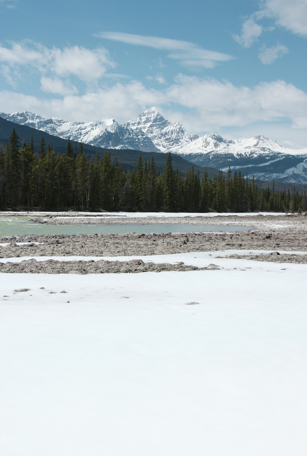 green trees on snow covered ground during daytime