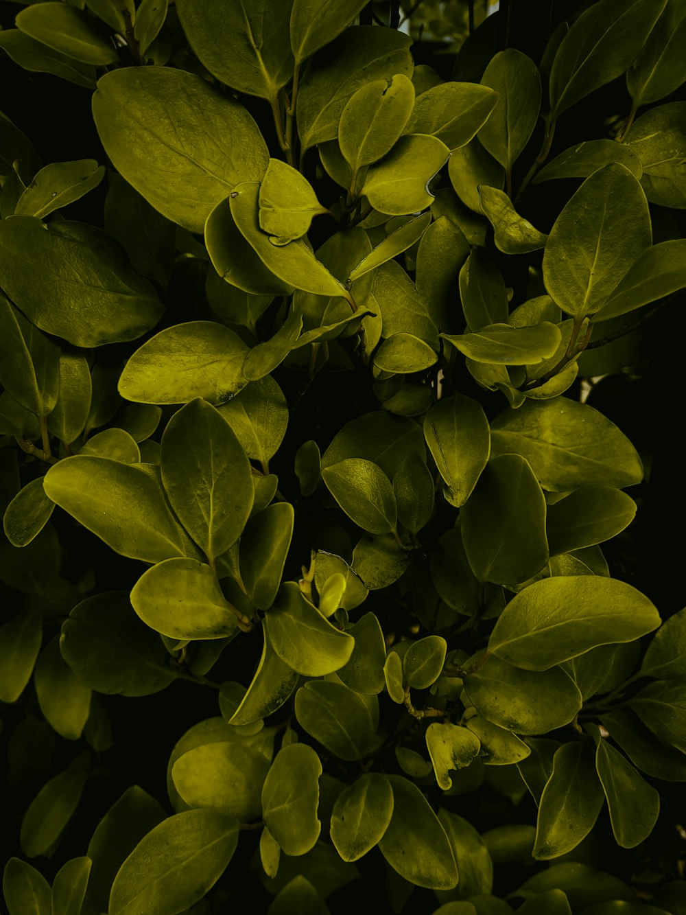 green leaves plant in close up photography
