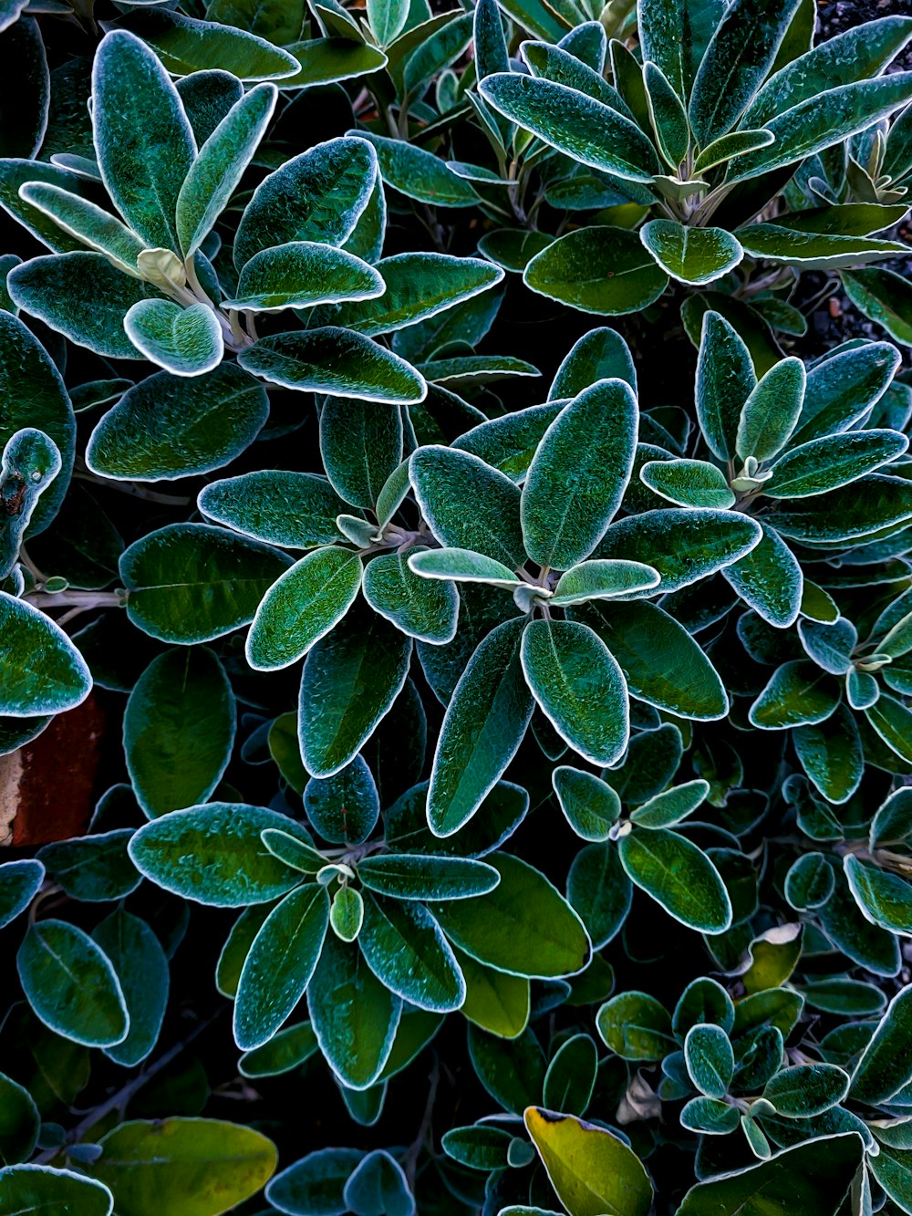 green plant on brown clay pot