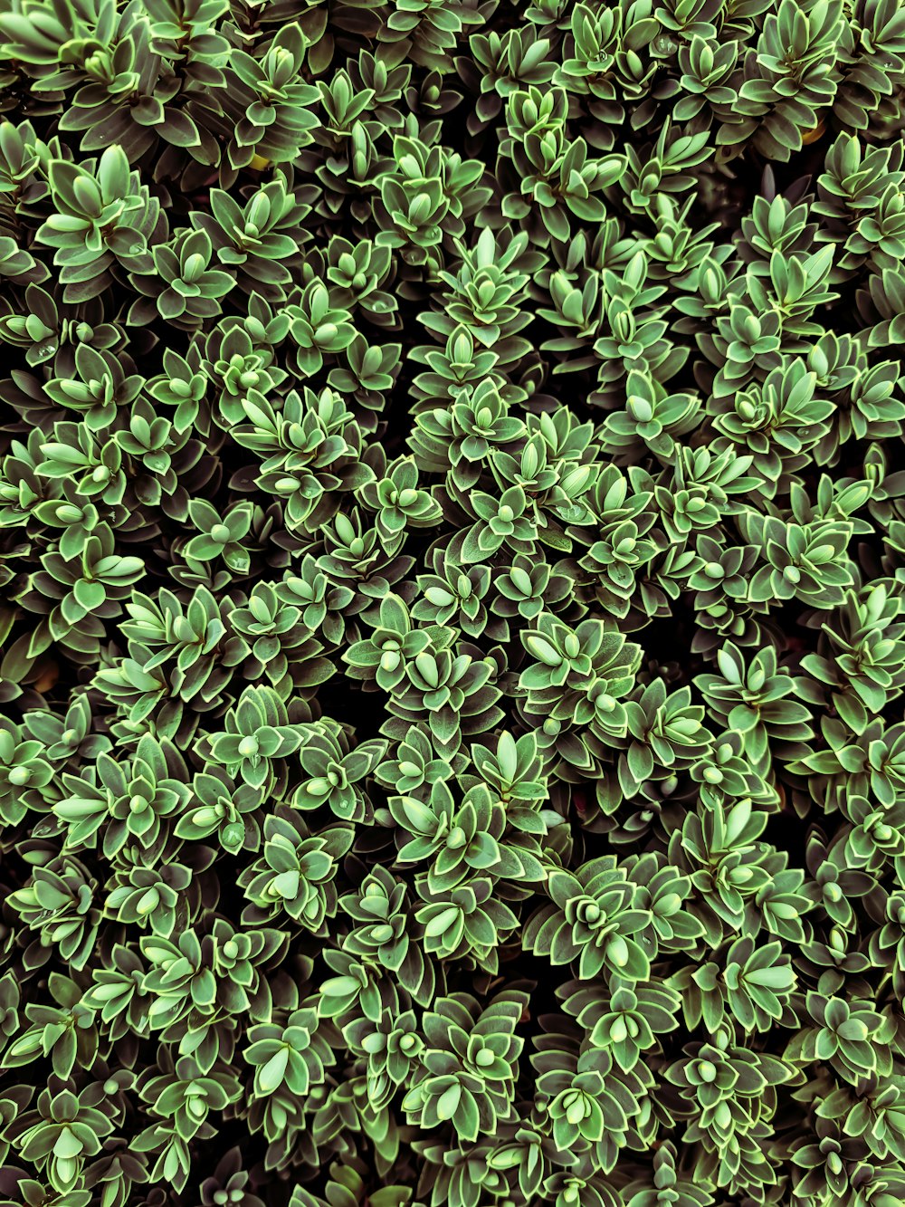 planta verde com botões de flor brancos