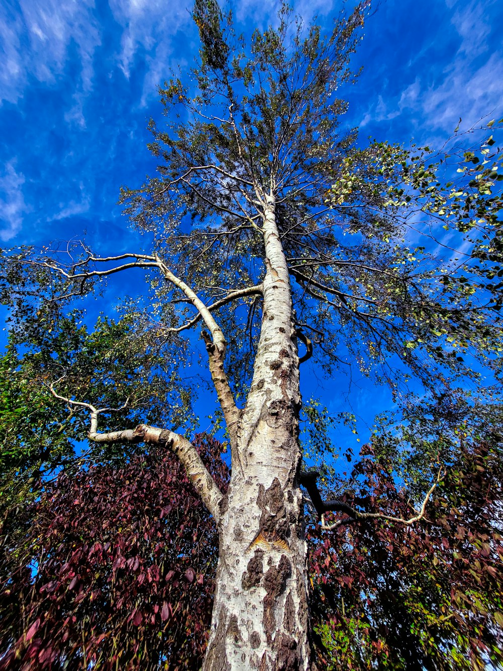 brown and green tree under blue sky during daytime