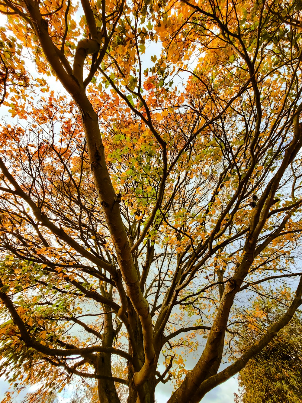 brown tree with yellow leaves during daytime