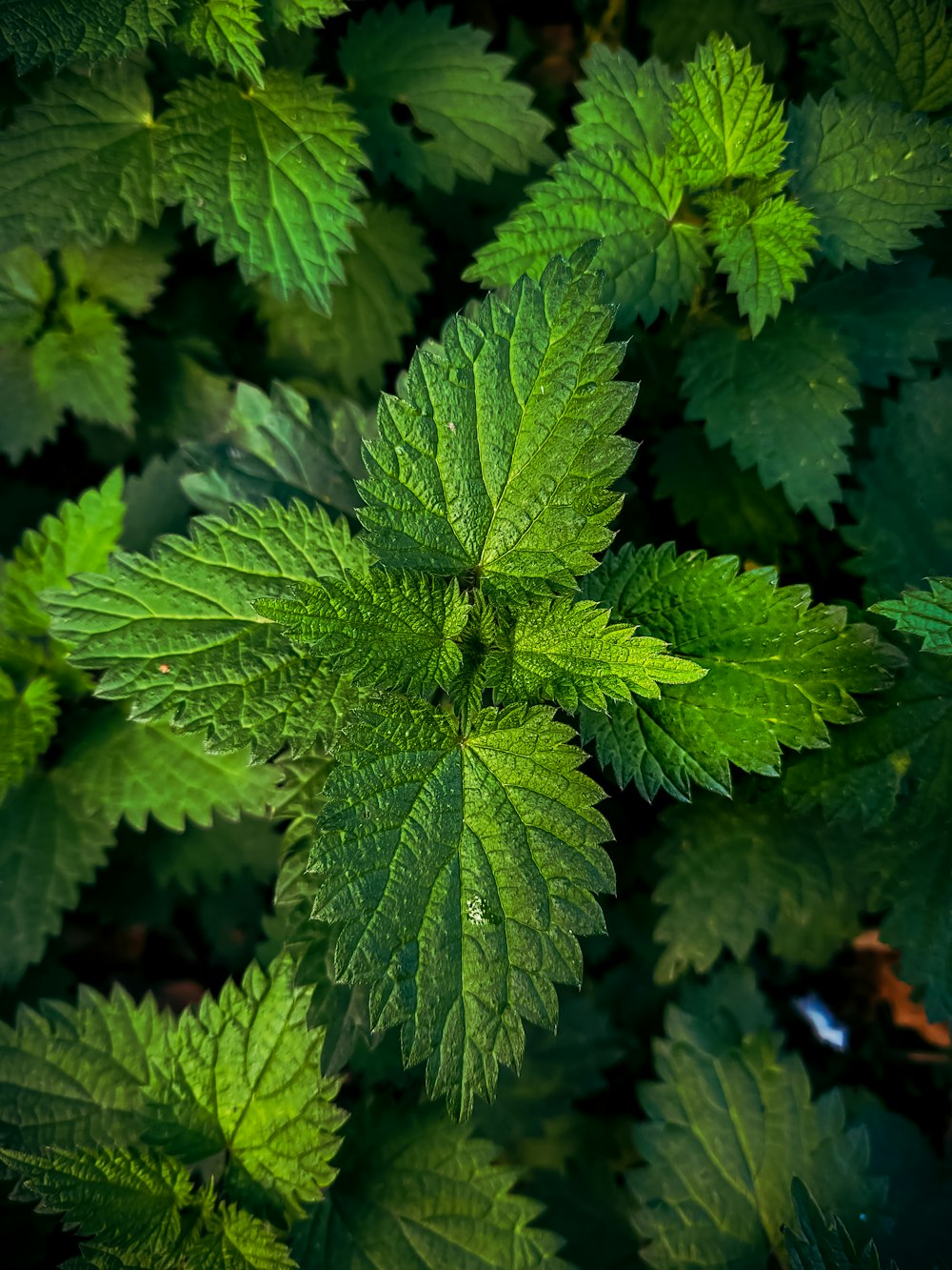 green leaf plant in close up photography