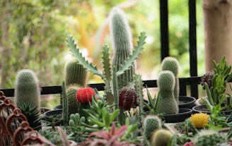 A variety of cacti and succulents are arranged in small pots, with some featuring red and yellow flowers. The background is a blurred green, suggesting an outdoor garden setting.