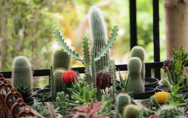 A variety of cacti and succulents are arranged in small pots, with some featuring red and yellow flowers. The background is a blurred green, suggesting an outdoor garden setting.