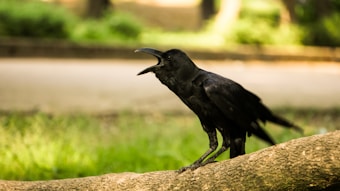 A black crow perched on a tree branch, with its beak open as if calling or singing. The background features a soft focus on greenery and a blurred park-like setting that suggests it is in a natural environment.