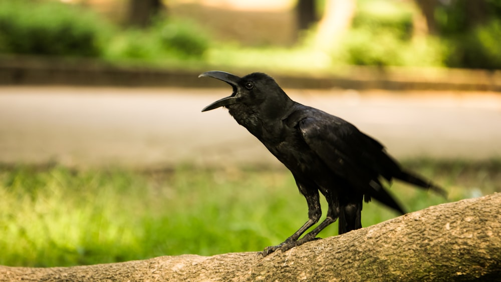 black crow on brown rock during daytime