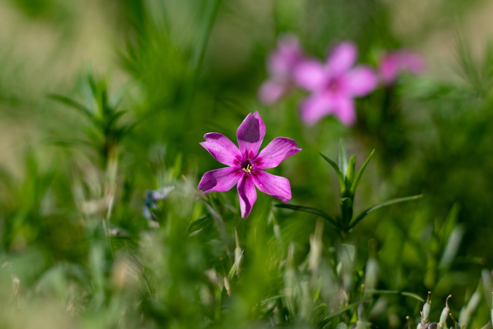 flor púrpura en lente de cambio de inclinación