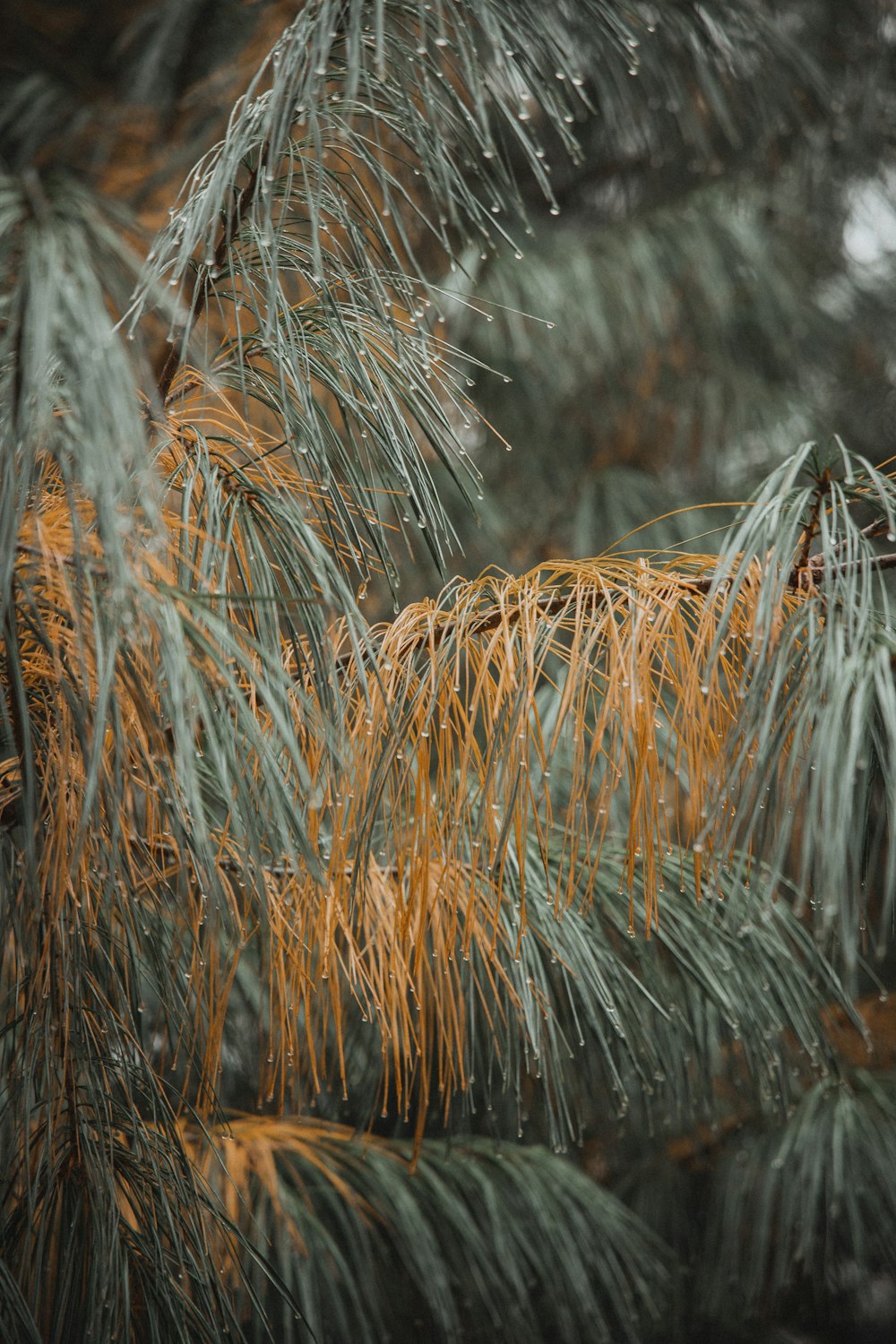 brown and green plant during daytime