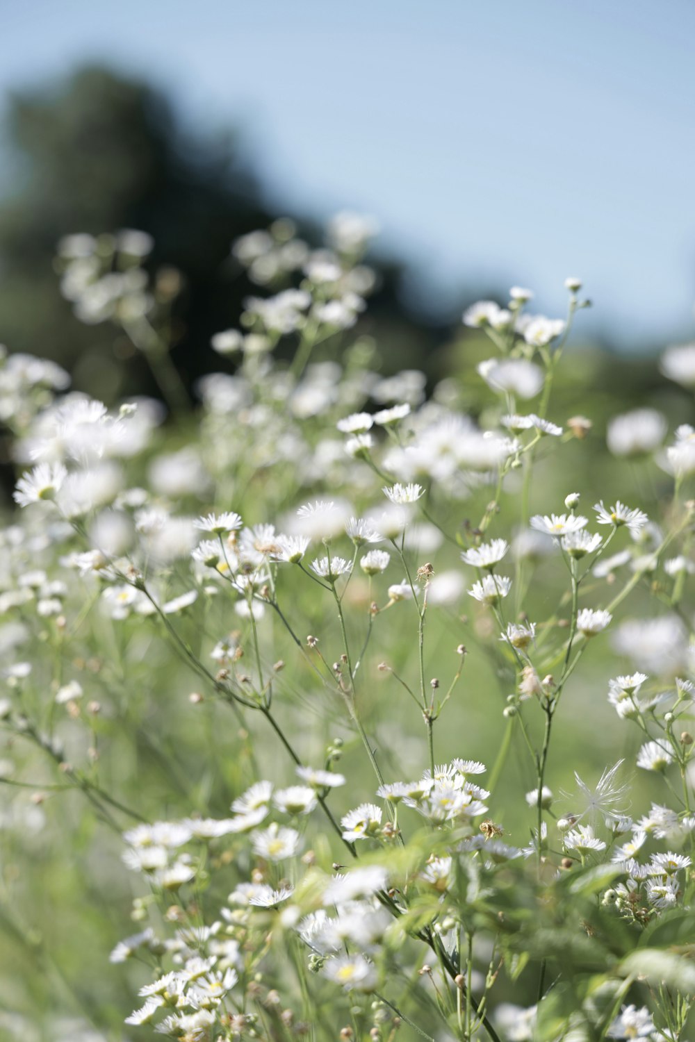 white flowers in tilt shift lens