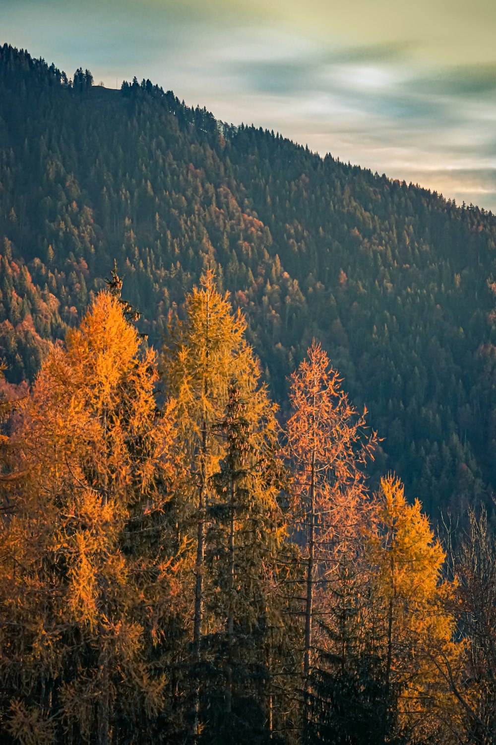 brown trees on mountain under white sky during daytime