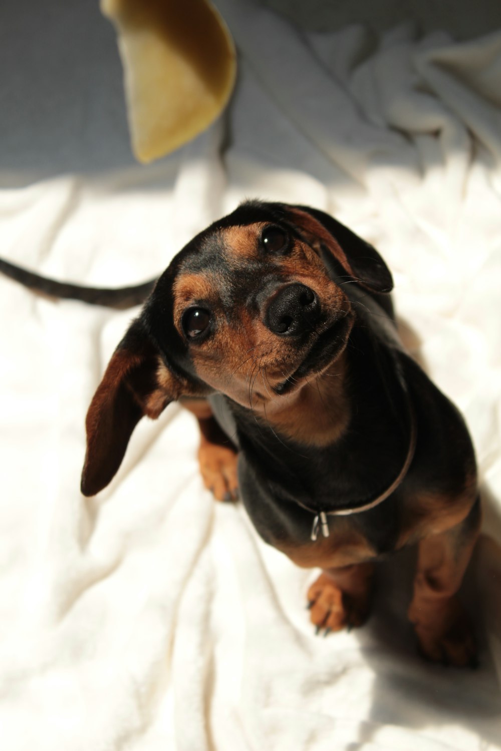 black and brown short coated dog on white textile