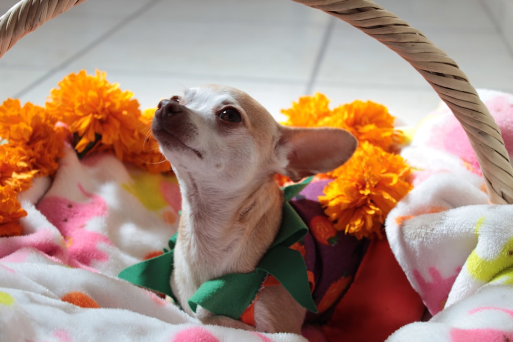 white chihuahua wearing pink and yellow floral scarf