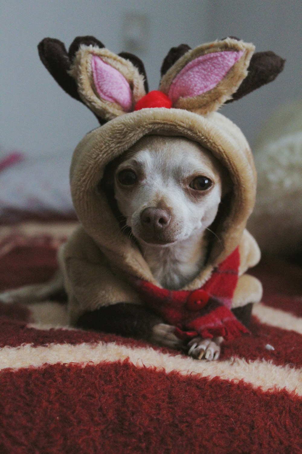 brown chihuahua wearing red and white scarf