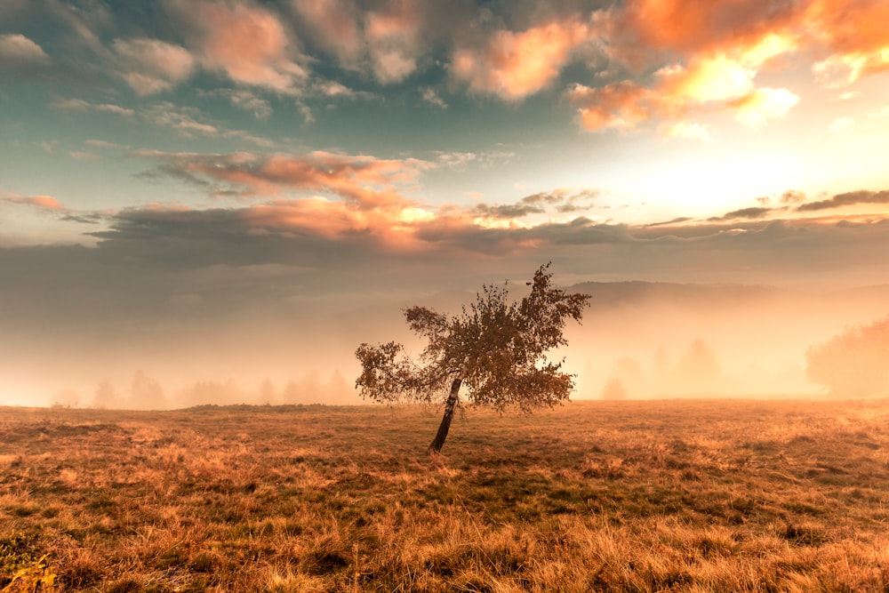 a lone tree in a grassy field at sunset