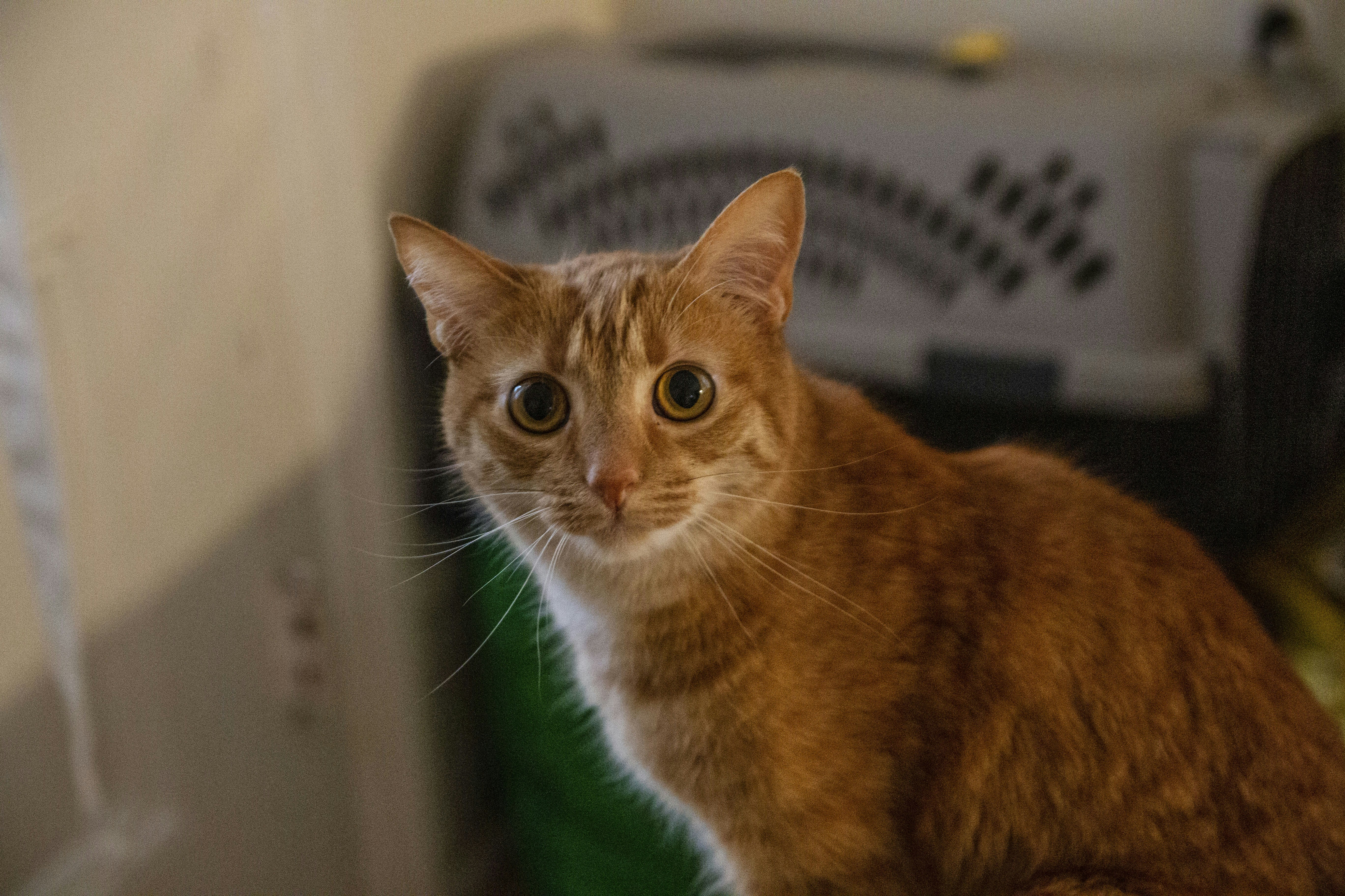 6. No Need for Daily Walks or Outdoor Time (image credits: unsplash)