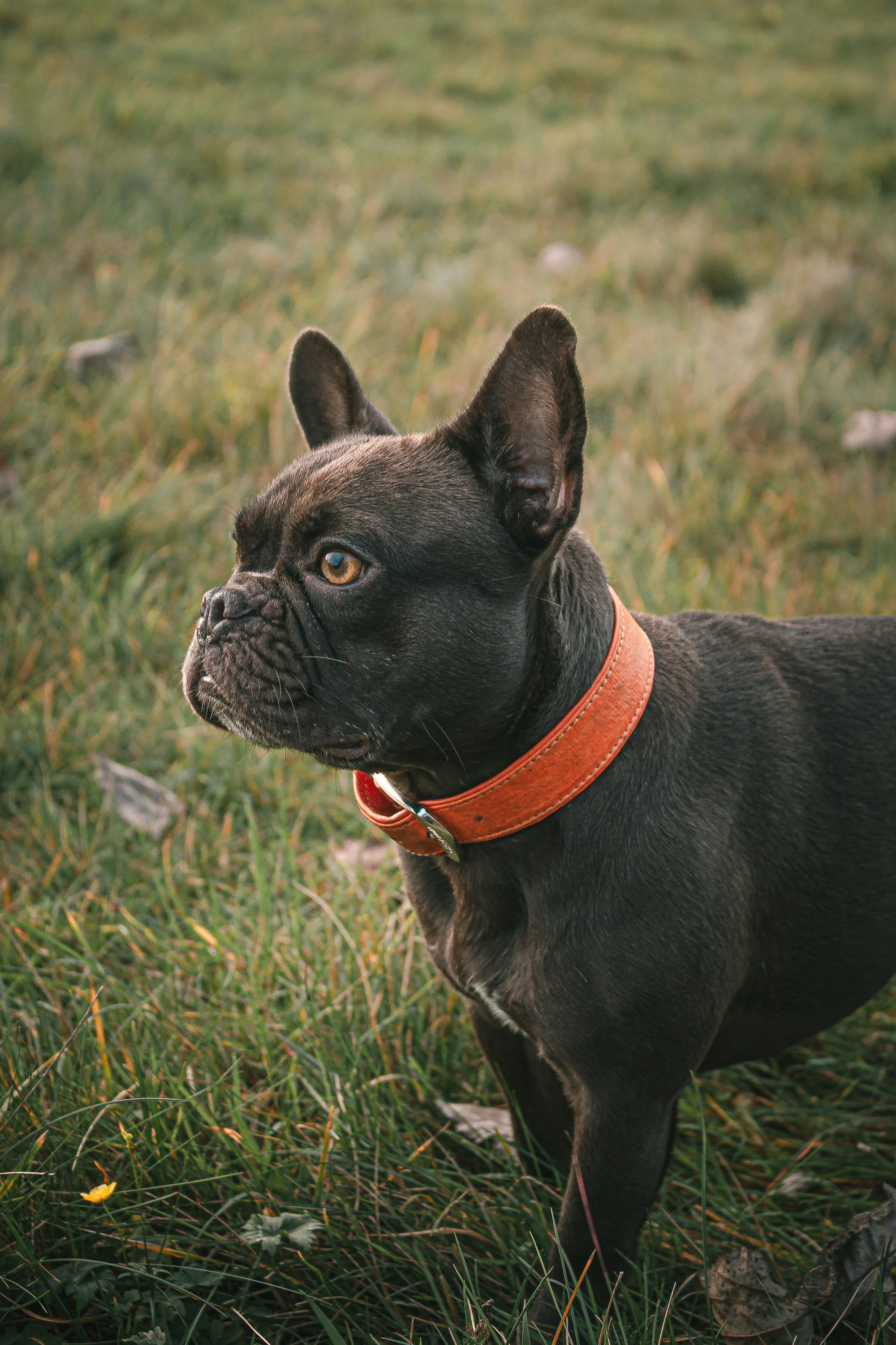 How Can You Tell When a Flat Collar Has Been Properly Fitted?