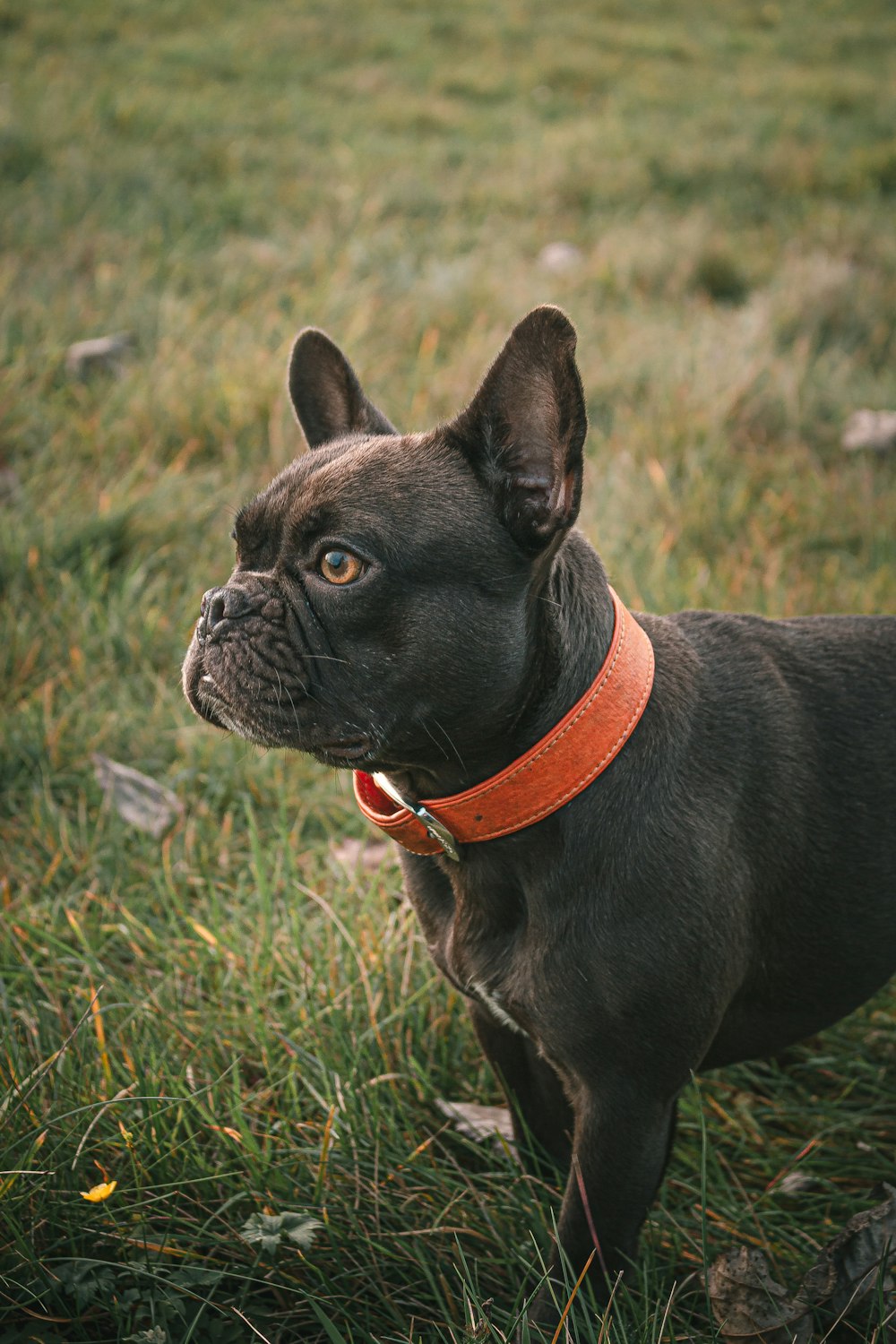 black pug on green grass field during daytime