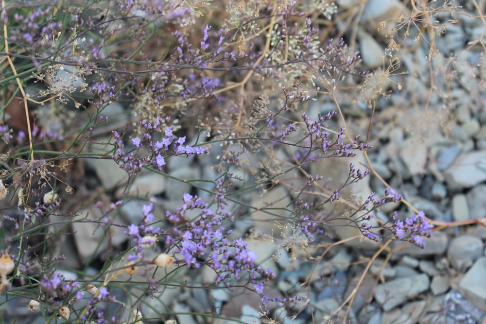 purple flowers in tilt shift lens