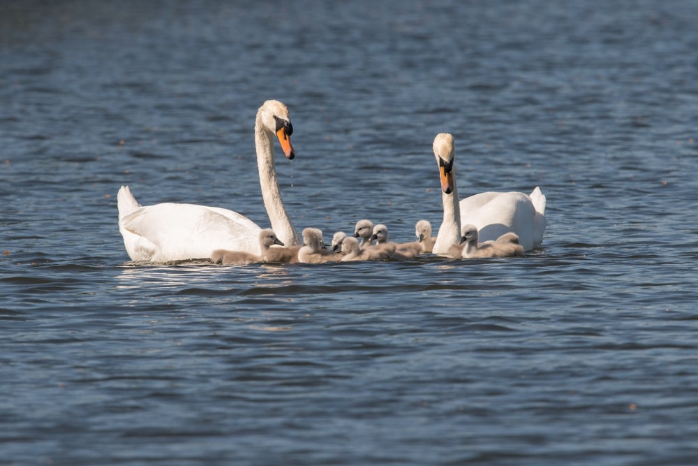 white swan on body of water during daytime