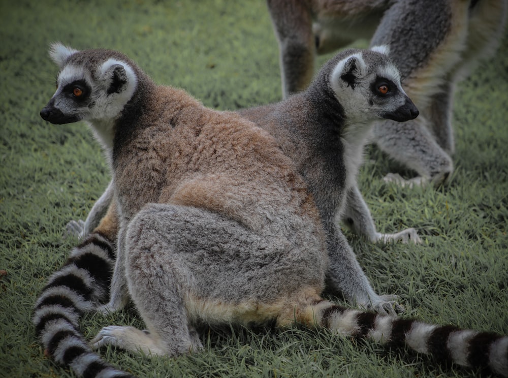 group of lemur on green grass during daytime