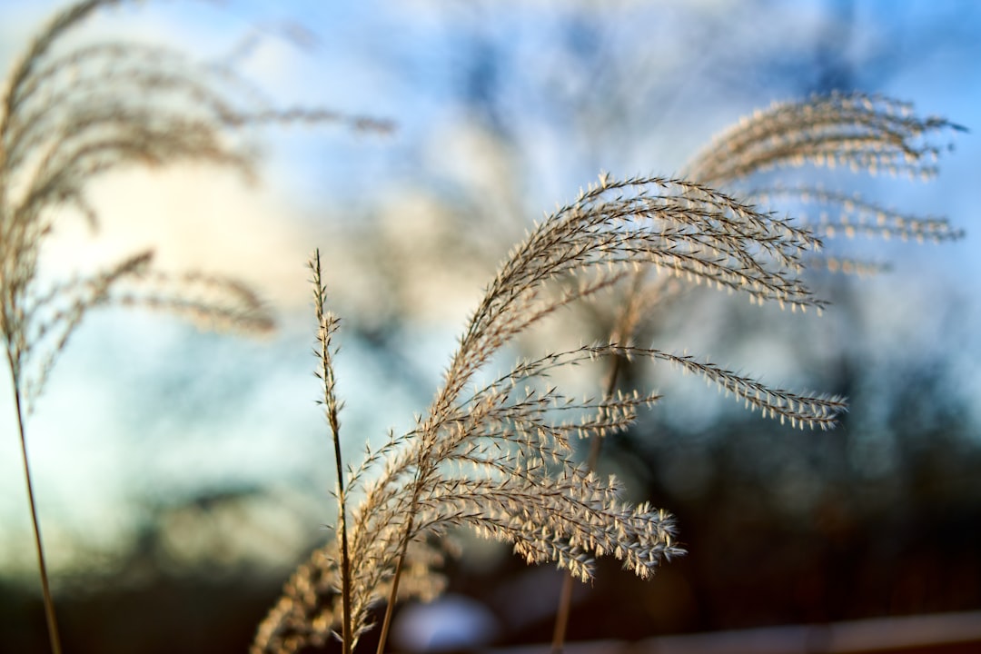 white wheat in close up photography