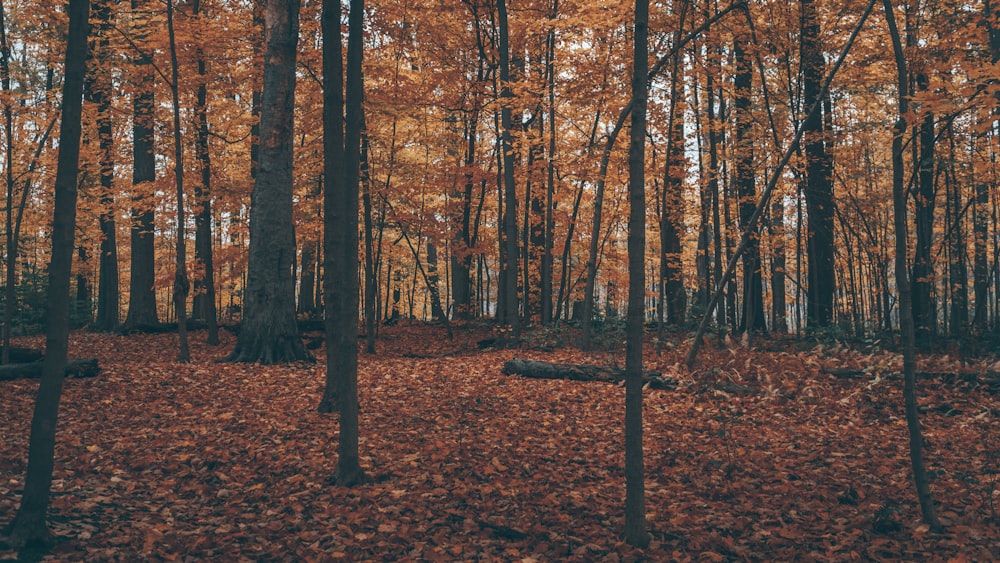 brown trees on brown leaves