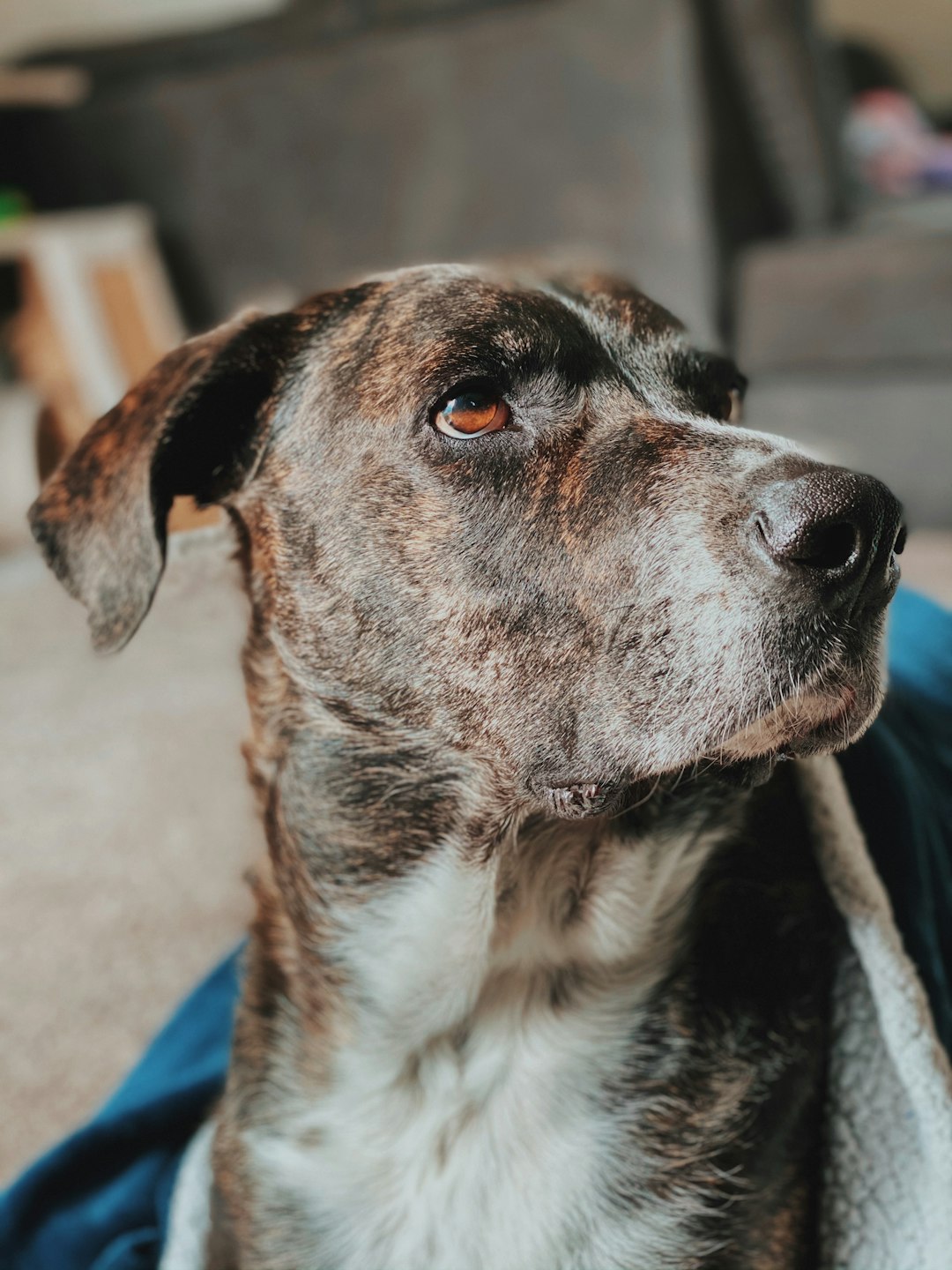 brown and white short coated dog