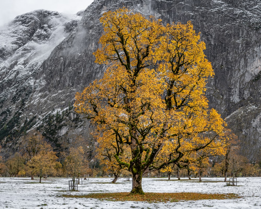 arbres à feuilles jaunes près de la montagne pendant la journée