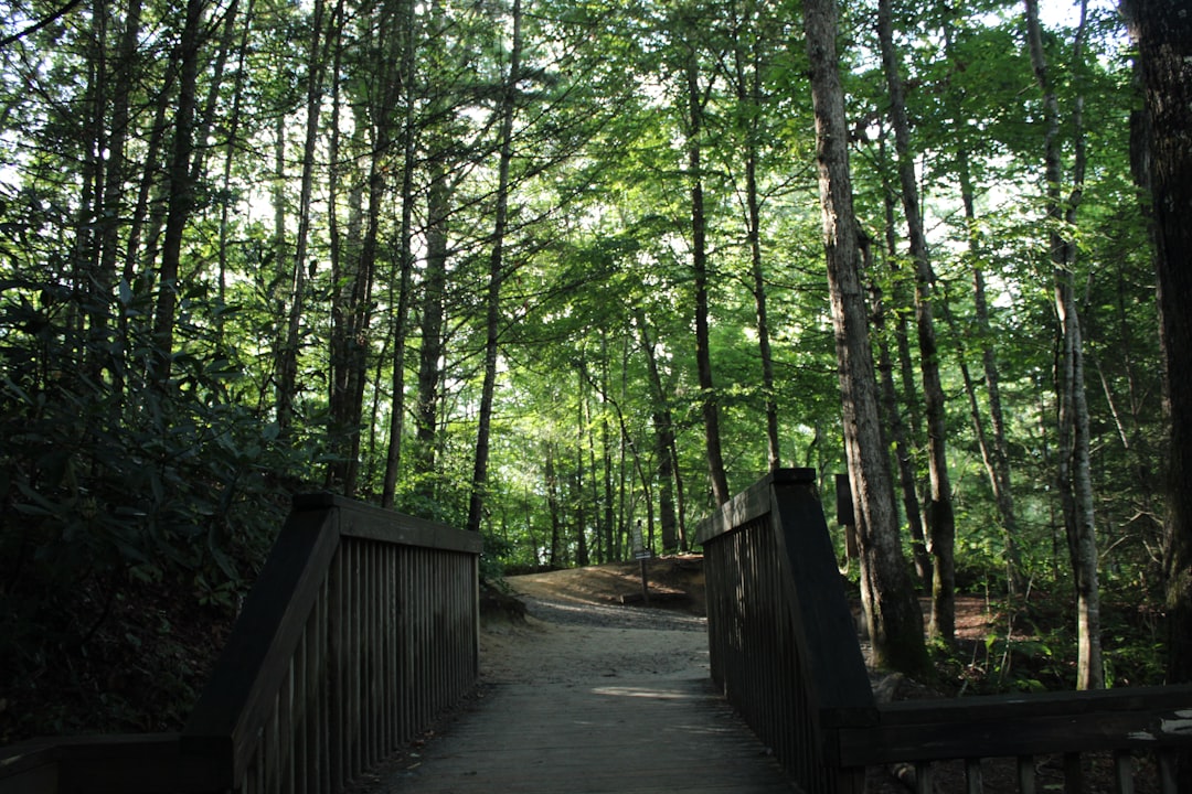 brown wooden bridge in the woods,