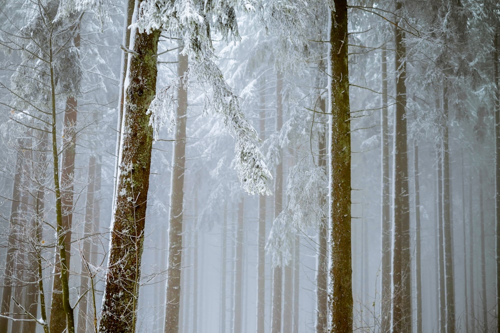 white and brown tree covered with snow