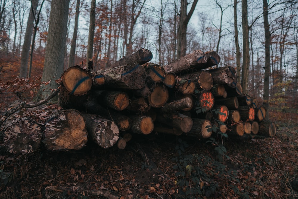 brown wood logs on forest during daytime