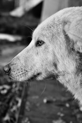 Close-up of a confident Dutch Shepherd with calm, steady eyes.